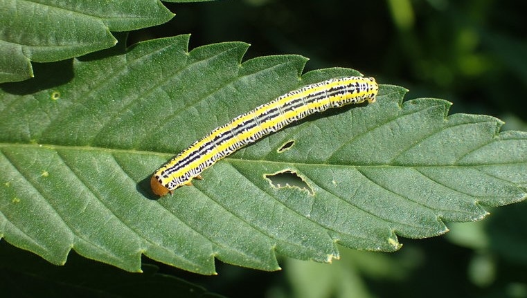 Larval caterpillar cannabis