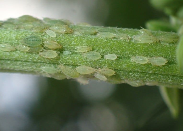 aphid cannabis pest