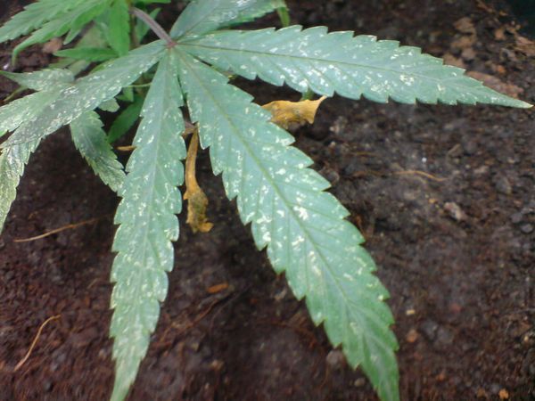 Cannabis skadedyr ? - Den guide - Nordlands Blog