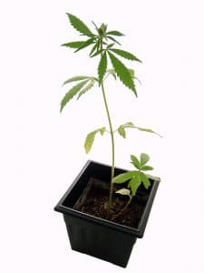 Flere cannabisfrø i samme potte