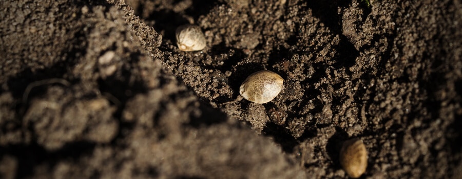 Sowing cannabis seeds directly in soil