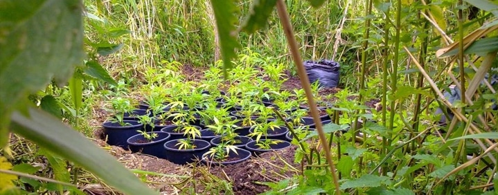 Guerilla-dyrkning af cannabis: Hvor hvordan? Nordland Seeds - &
