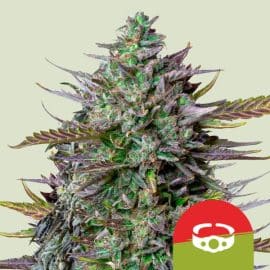Goatlato Auto 2.0 cannabisfrø