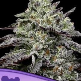 Smashberry Fumez Anesia Seeds cannabisfrø