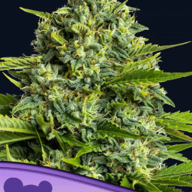 Sticky Boof Anesia Seeds cannabisfrø