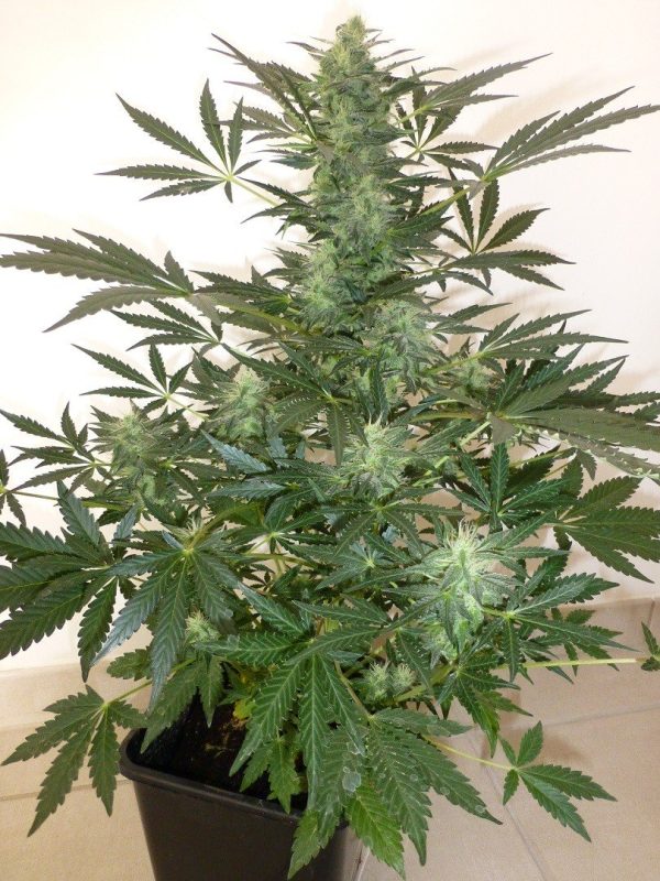 Flash Seeds Holy Man Auto Regular Autoflower cannabis seeds