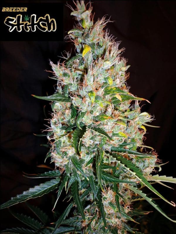 Flash Seeds Russian Haze Auto Regular Autoflower cannabis seeds