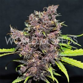 Purple Afghan Kush Ryder World of Seeds cannabis